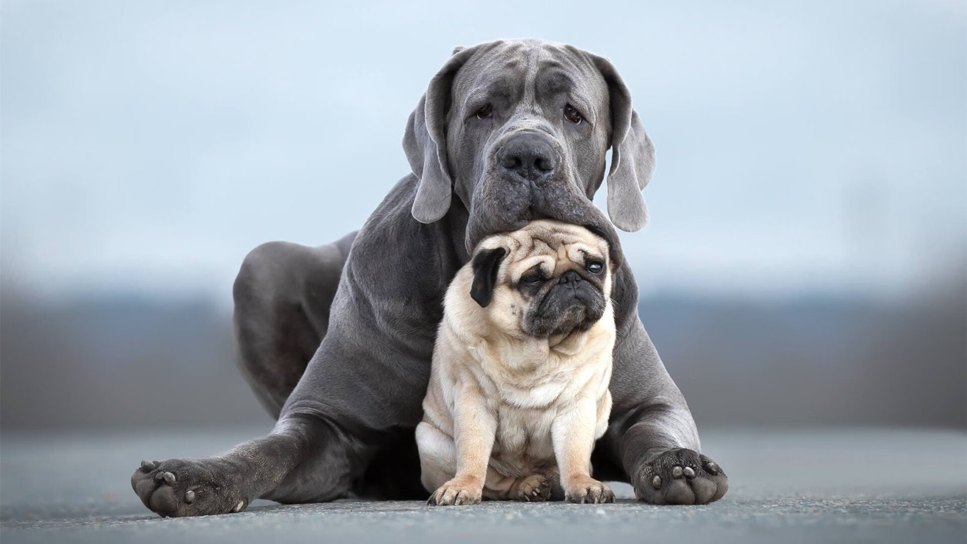 新闻中心客户满意度调查报告发布，新闻中心客户满意度调查报告发布方案